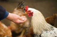 It can affect livestock. (Photo via Pexels/Oleksandr Pidvalnyi)